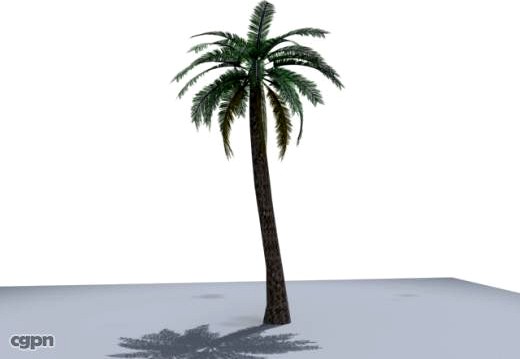 animated CgPalm3d model