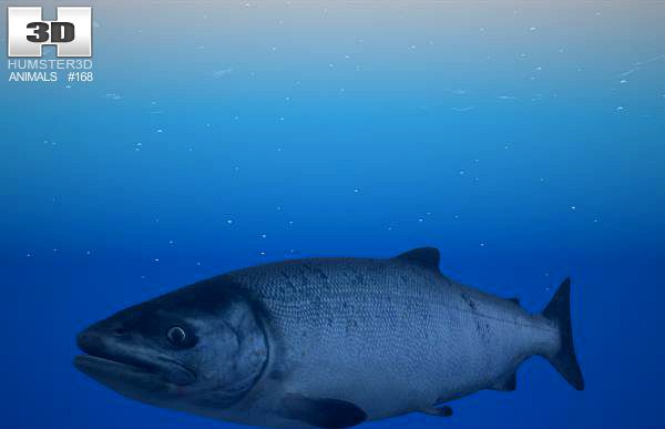 Chum Salmon3d model