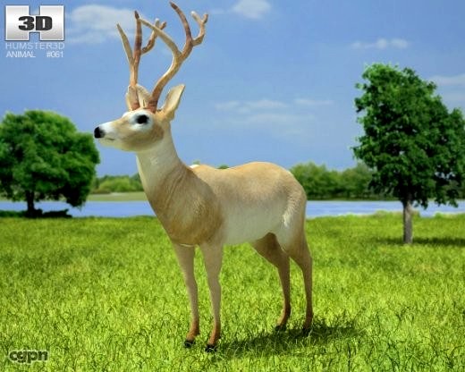 White-Tailed Deer (Odocoileus Virginianus)3d model