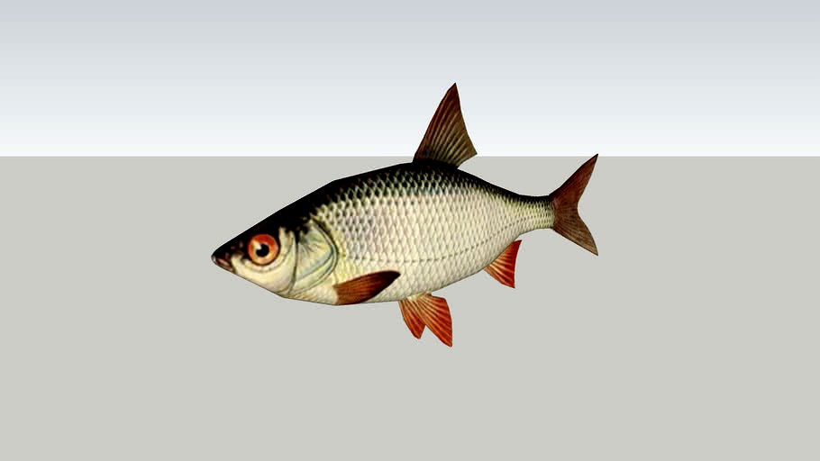 Roach fish - Särki