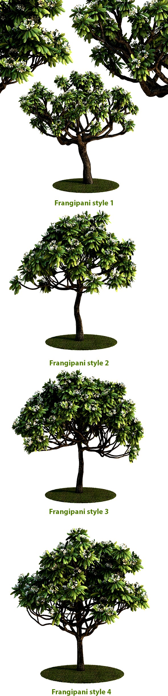 Frangipani Tree v.3