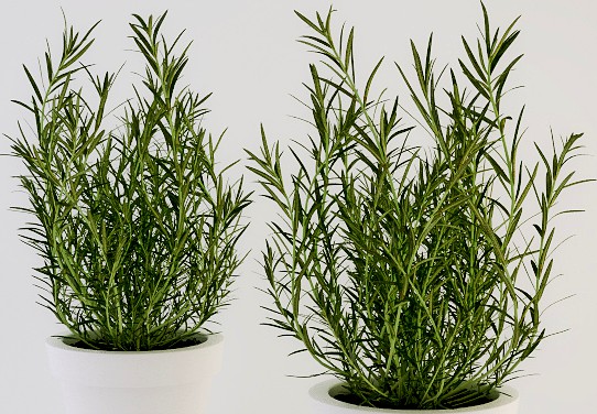 Rosemary in a Pot