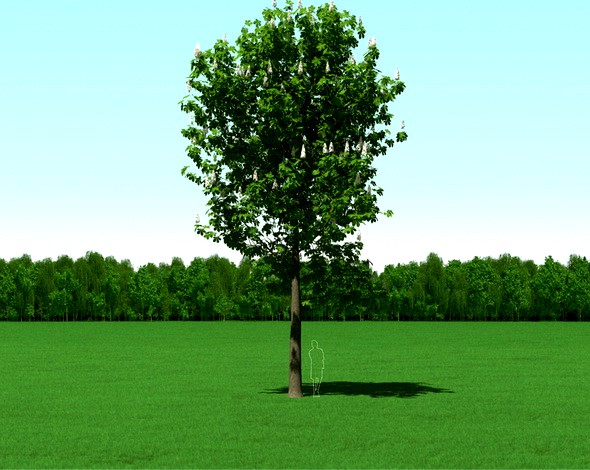 Blooming Chesstnut Tree (Castanea) 3d Model
