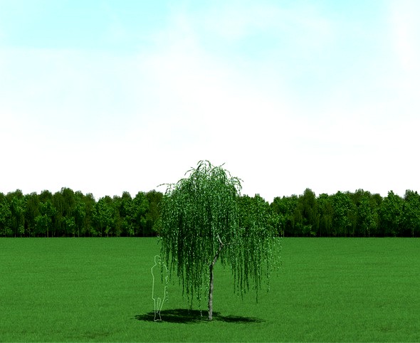 Willow (Salix) Tree 3d Model