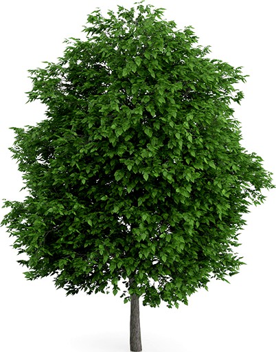 Cigar Tree (Catalpa bignonioides) 11m