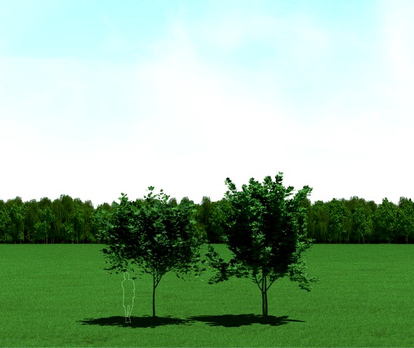 Maple (Acer) Trees 3d Models