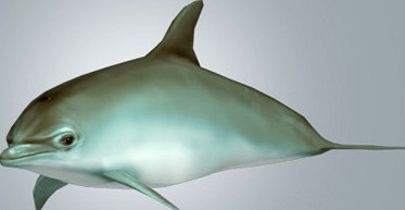Dolphin Lowpoly