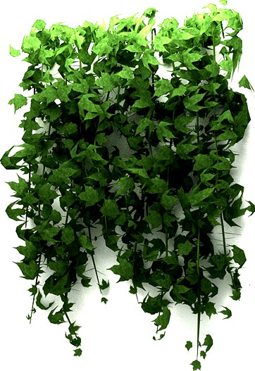 Wall Hanging Plant