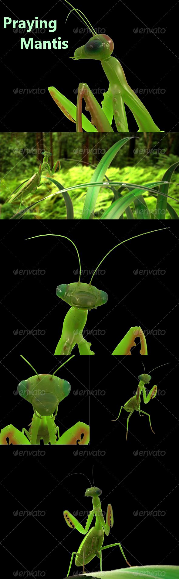 Praying mantis