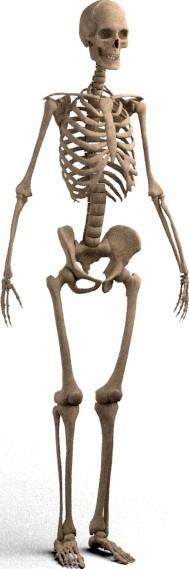 realistic skeleton