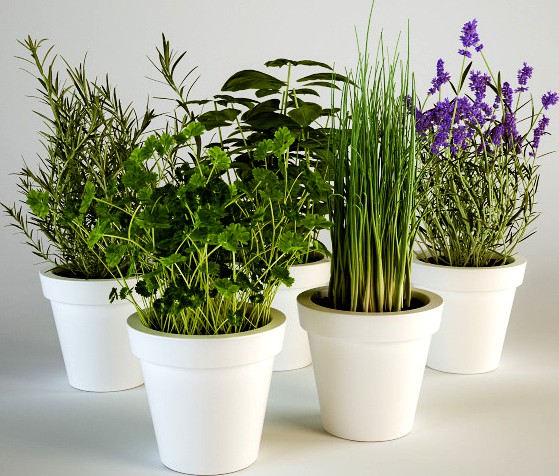 Herbs in Pots Set