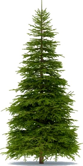 Spruce