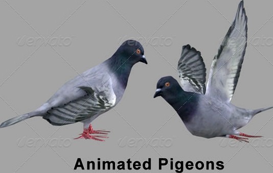 3d Pigeons Skinned Rigged