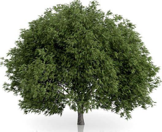 Crack Willow Tree (Salix fragilis) 12.8m