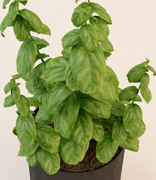 Photorealistic Basil Plant