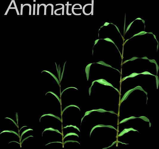 Corn Plant Growth (Animated)