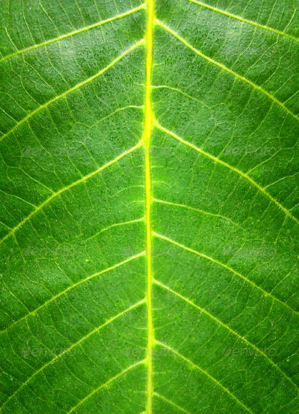 Green Leaf HQ Texture