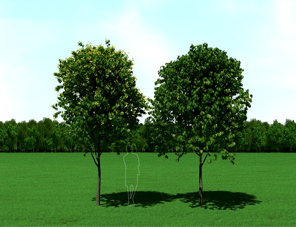Blooming Tilia (Linden) Free Trees 3d Models