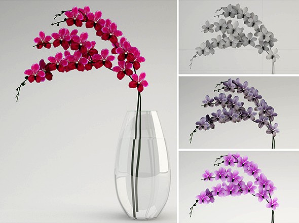 Vanda
