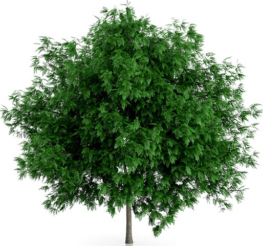 Rowan Tree (Sorbus aucuparia) 3m
