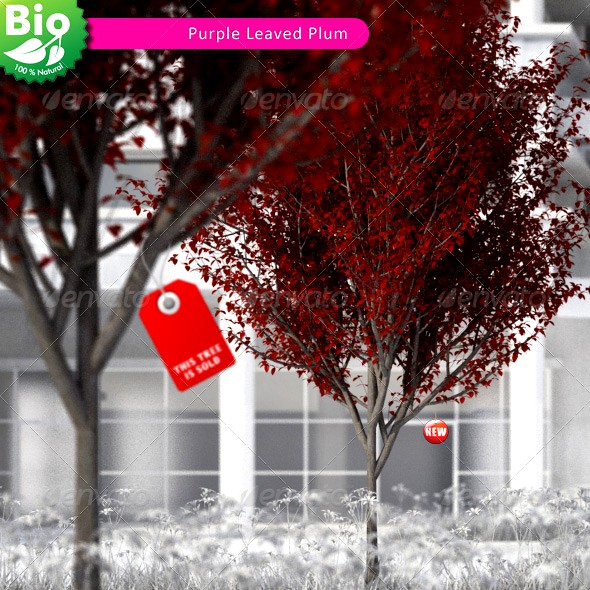 3D Tree - Purple Leaved Plum