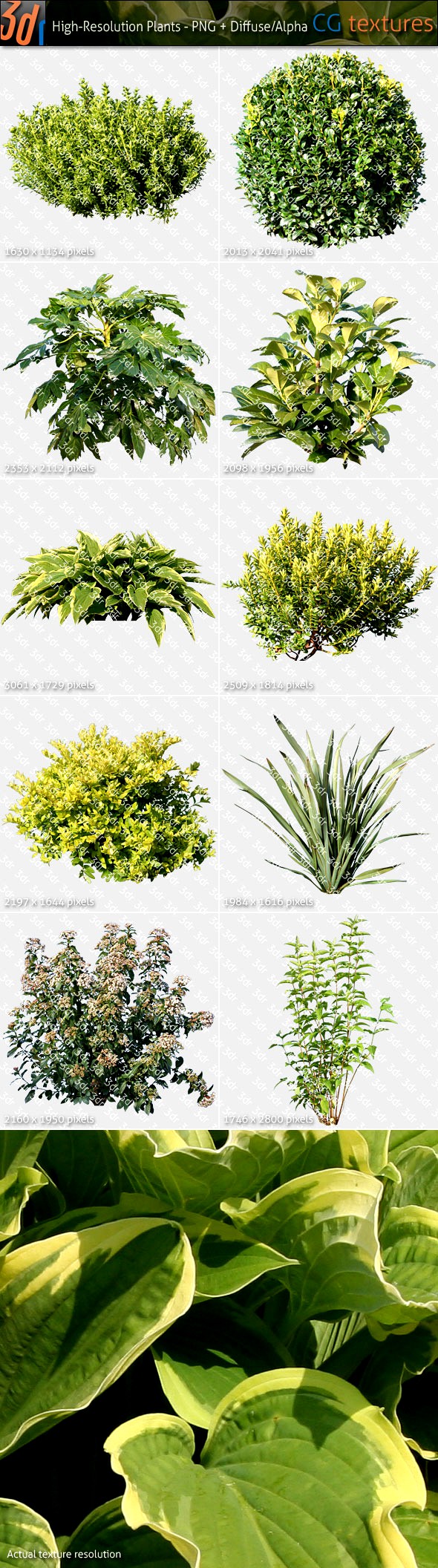 Plants Textures Hi-Res Collection 01