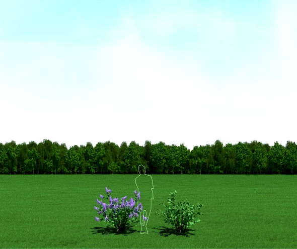 Blooming Syringa (Lilac)Trees 3d Models