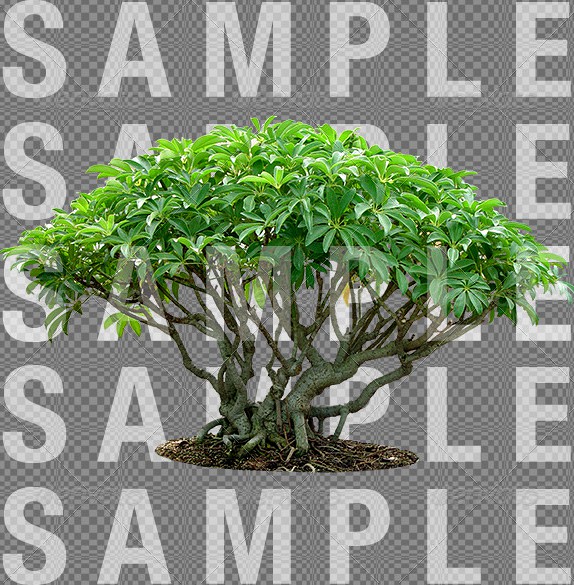 plant_01