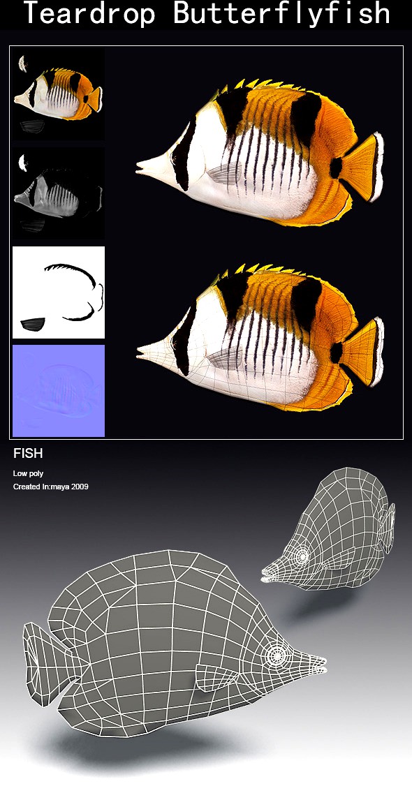 Teardrop Butterflyfish