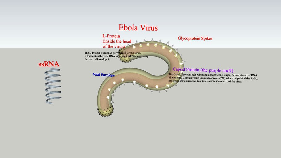 Ebola Virus Model