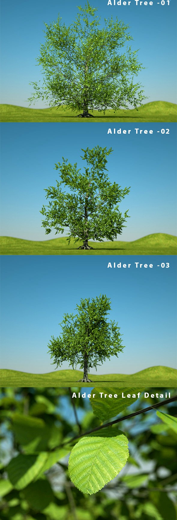 Alder Tree - Alnus