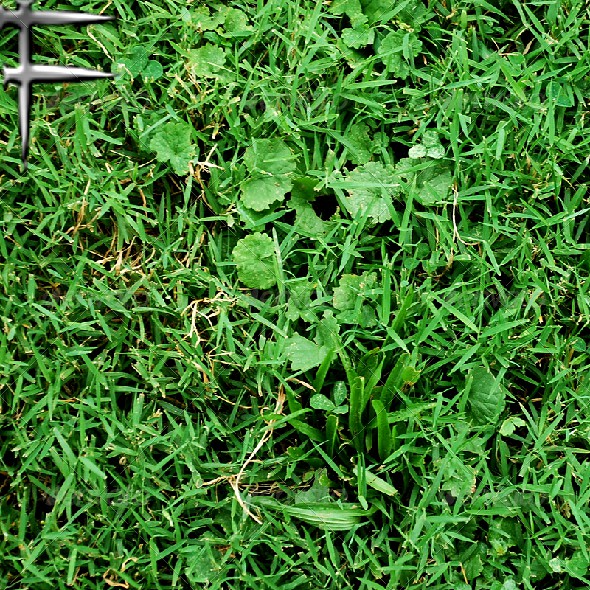 Grass Texture 01