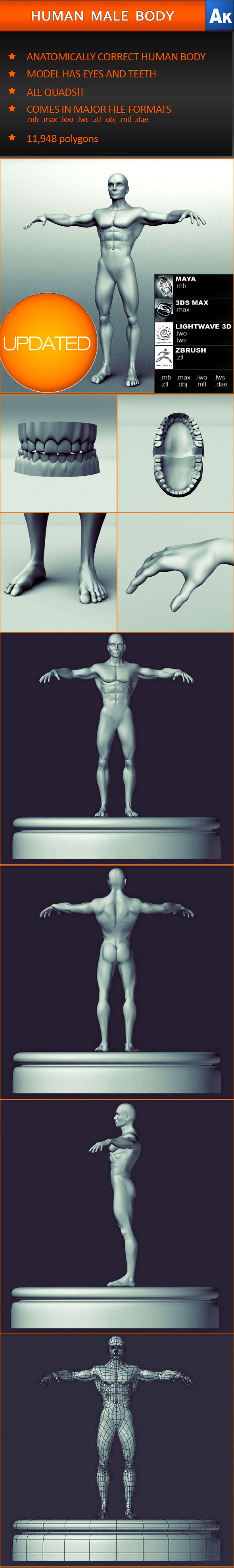 Human Male Body (Anatomically correct)