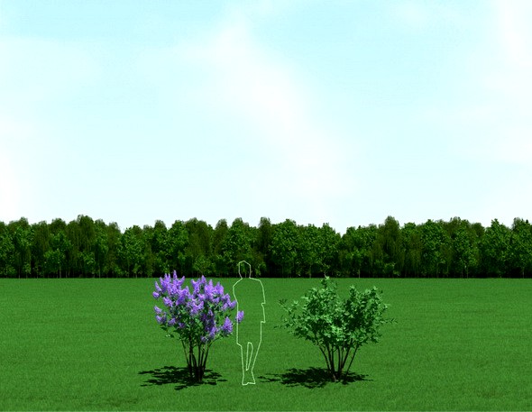 Blooming Syringa (Lilac) Trees 3d Models