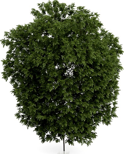 Hackberry Tree (Prunus padus) 3.5m