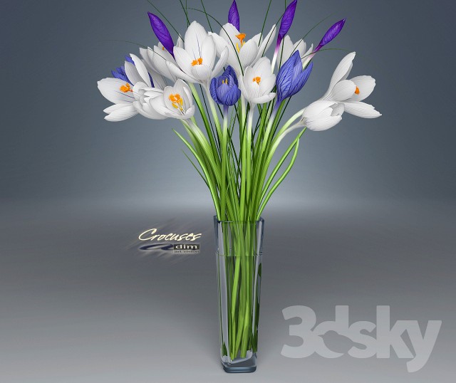 Crocus