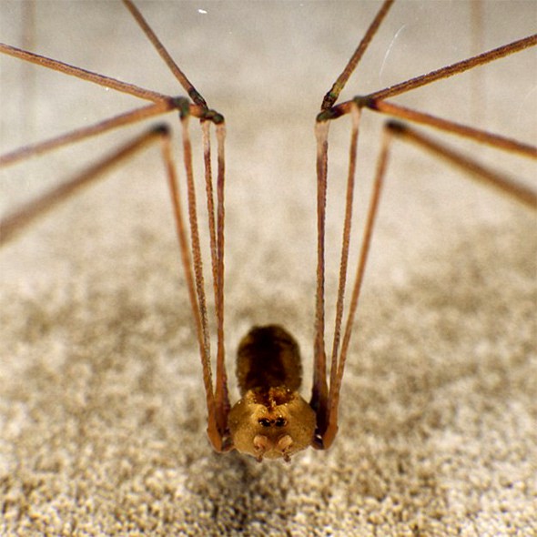 Spider Pholcus Phalangioides