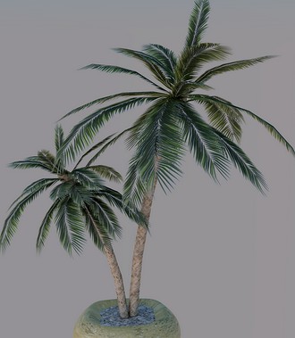 Palm Model