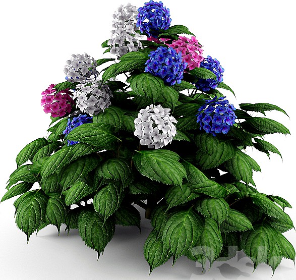 Bush Hydrangea