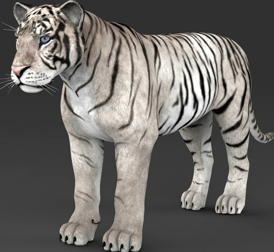 Realistic White Tiger