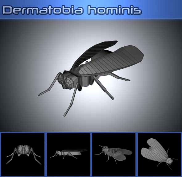 Dermatobia Hominis
