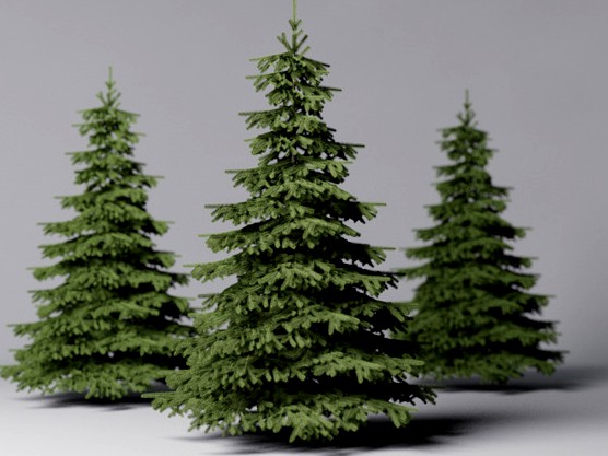 Fir Tree