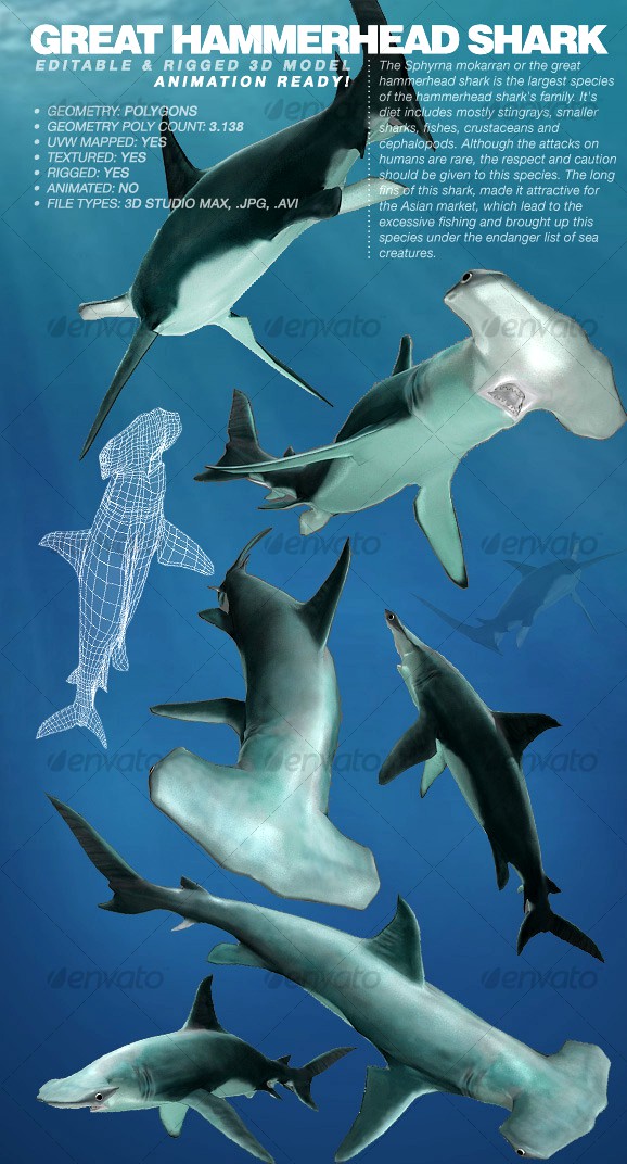 Great Hammerhead Shark rigged 3Ds model