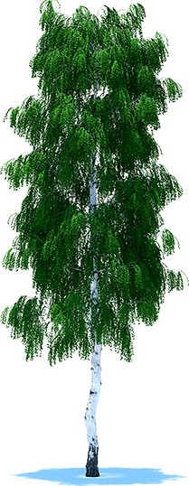 Birch