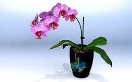 Phalaenopsis  Flower®2018