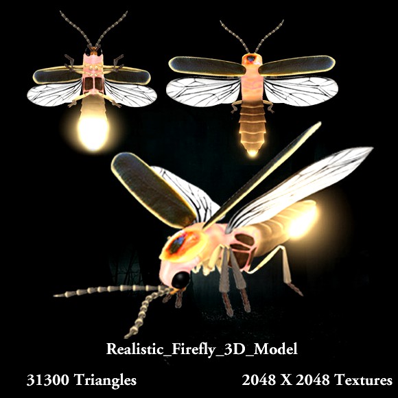 Realistic Firefly 3D Model