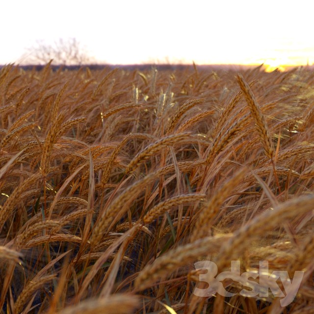 Wheat