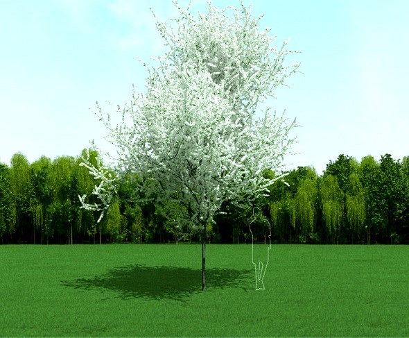 Blooming Cherry Tree 3d Model