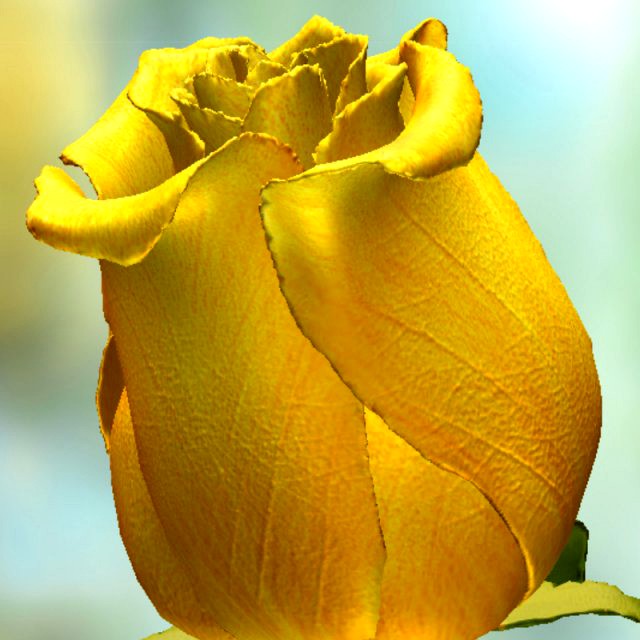 Yellow Rose 3D Model