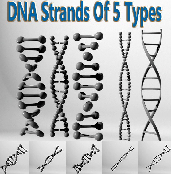 DNA Strands Of 5 Types